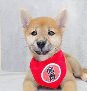 Shiba
