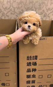 Mini Maltipoo -Boy
