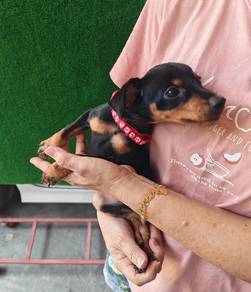 Pure Breed Mini Pinscher Female 1906A