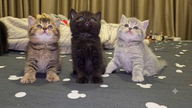4 cats 2 months old 