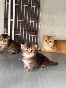 BSH Munchkin kitten