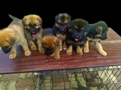 German shepherd mix Belgian shepherd 
