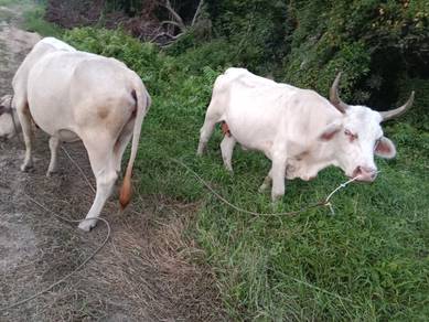 lembu betina 
