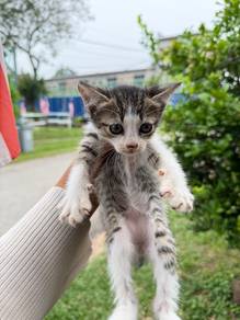 Kucing kampung