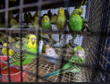 Small BIrds ( Budgie )