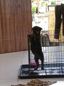 pure Rottweiler puppy