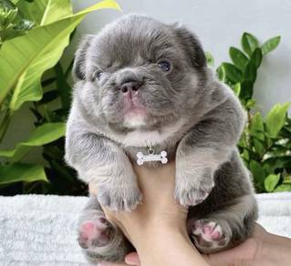 FRENCH BULLDOG PUPPIES 11🌻Premium Quality ~Fluffy