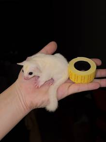 White sugar glider Male