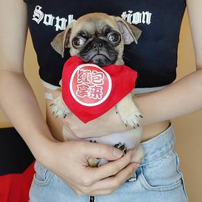 Pug