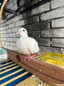 Terkukur Jawa Albino