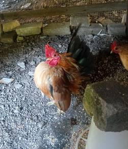 5 ekor ayam serama