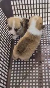 Welsh corgi male mka and microchip
