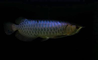 arowana power blue 12 inch -wholesale price