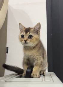 Bsh black golden British Shorthair