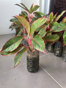 Indoor Chinese Evergreen Siam