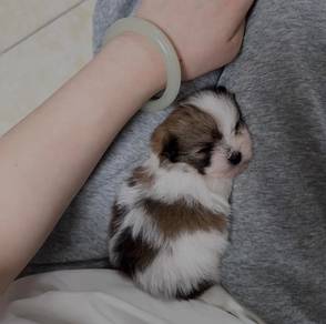 Shihpoo