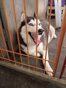 adult Husky for adoption
