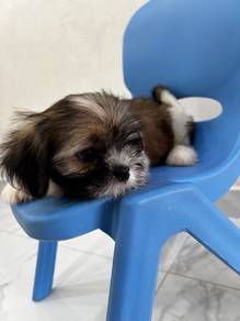 shih tzu