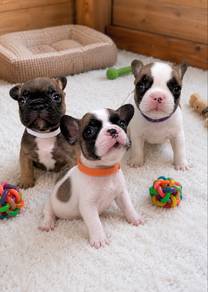 High Quality Mini Frenchie