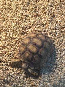 Sulcata tortoises for Sale