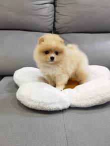 Tiny Pomeranian pup Female