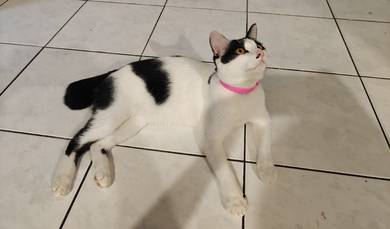 boy cat