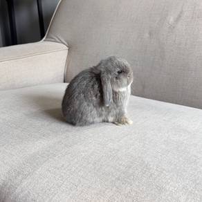 Holland lop bunny ear lop rabbit arnab