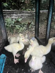 anak angsa putih