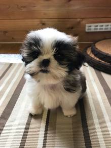 T2845 Precious Shih Tzu / Shihpoo / Cute / Tricolo
