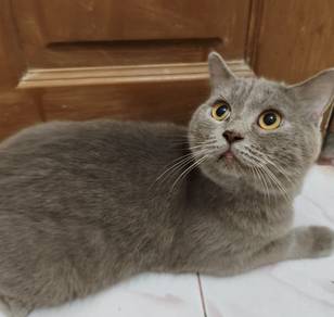 Kucing BSH