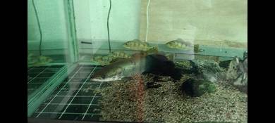 arapaima gigas 18 in