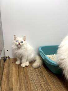 Persian