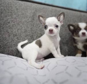 CHIHUAHUA PUPPIES 156🌷Head Apple Cute Dog