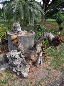 Pokok Paku Aji Gunung Cabang Dua Banting