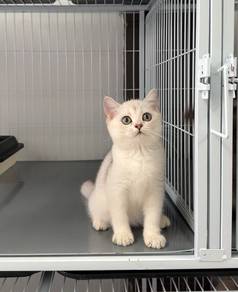 BSH silver shaded kitten
