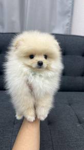 奶白色博美男 cream white colour 
pomeranian
Male
