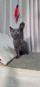 British Shorthair Male Kitten PROMO
