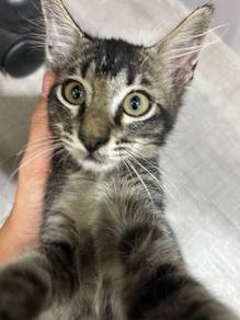 Cat for Adoption – Seremban, Negeri Sembilan