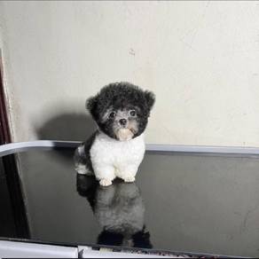 Teacup grey cow female 