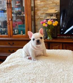 French Bulldog