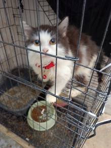 kucing untuk di jual