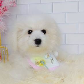 Maltipoo
