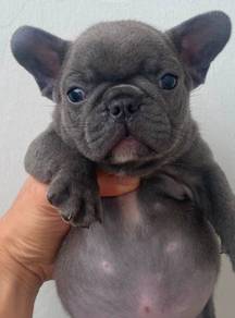 FRENCH BULLDOG PUPPIES 🌻VIP143 Girl