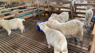 Kambing Angora