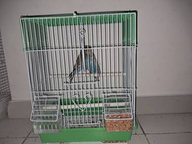 Budgies Couple