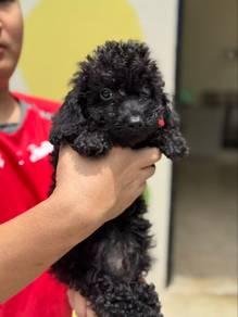 Cockapoo — Bringing One Home
