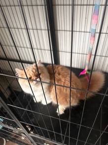kucing flatface