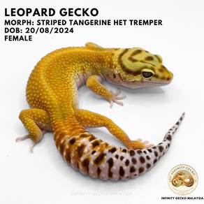 Leopard Gecko Striped Tangerine Het Tremper Johor
