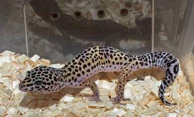 Leopard Gecko Mack Snow Black Night