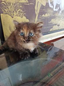 Baby Munchkin